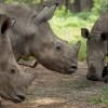 De jeunes rhinos dans un "orphelinat" pour rhinocéros de la province du Limpopo, en Afrique du Sud, le 9 janvier 2021 © AFP/Archives Michele Spatari