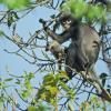 Un singe Popa langur (Trachypithecus popa), au mont Popa en Birmanie, le 26 février 2018 © German Primate Center (DPZ) – Leibniz Institute for Primate Research/AFP/Archives Thaung Win