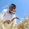 L'agriculteur irakien Kamel Hamed récoltant du blé dans ses champs dans le village de Jaliha, le 26 avril 2022 © AFP Haidar INDHAR