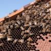 Plus de six millions d'abeilles ont été euthanasiées cette semaine sur la côte Est de l'Australie pour tenter d'éliminer un parasite dévastateur, le Varroa © AFP/Archives Gregory Plesse