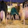 L'administration d'antibiotiques aux animaux d'élevage baisse de manière quasi continue en France depuis dix ans, selon l'agence sanitaire Anses © AFP/Archives Joël Saget