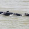 Les dauphins de l'Irrawaddy, une espèce en danger dans le Mékong