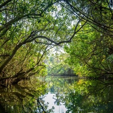 Photo mangrove