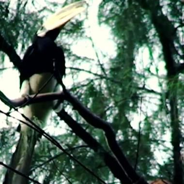 Voir la vidéo de Cannibalisme chez le calao de Singapour