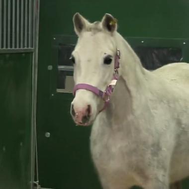 Voir la vidéo de On instruit bien les chevaux
