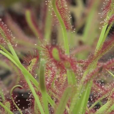 Voir la vidéo de Plantes carnivores, la petite fabrique de médicaments
