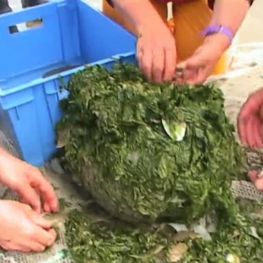Voir la vidéo de Poissons contre algues vertes en Bretagne