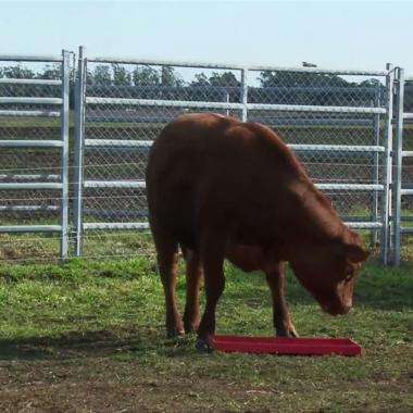 Voir la vidéo de Rosita Isa, la vache à lait maternel