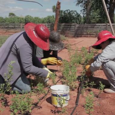 Voir la vidéo de Stevia, sucre made in Paraguay