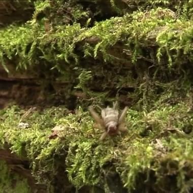 Voir la vidéo de Un grillon au poil
