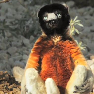 Voir la vidéo de Nouveau zoo... nouvelles recherches