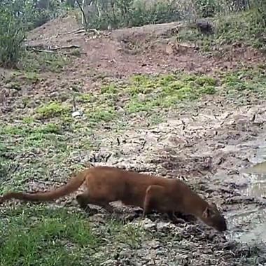 Voir la vidéo de Chaco : Mission Impénétrable