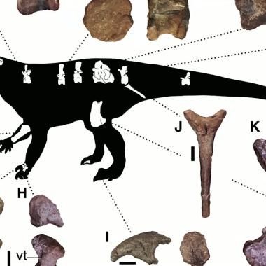 Voir la vidéo de Le géant du Jurassique (et autres infos)