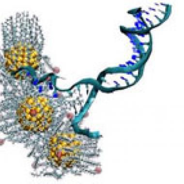 Une nano fermeture Eclair à ADN