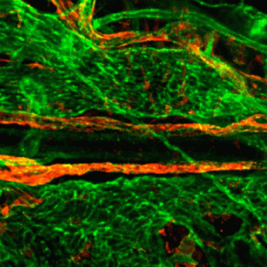 Des vaisseaux spéciaux derrière les orbites