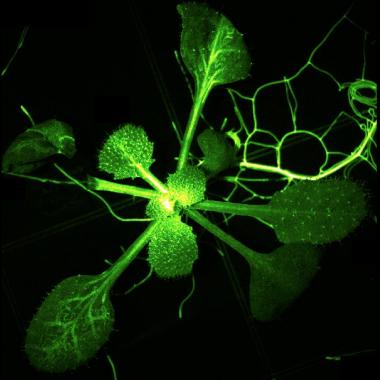 Signal d&#039;alarme chez les plantes