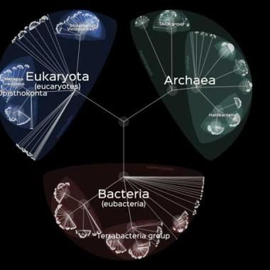 Un « arbre de la vie » interactif 