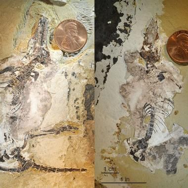 L'adaptation précoce des mammifères