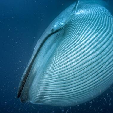 Baleines : l&#039;ère des géants