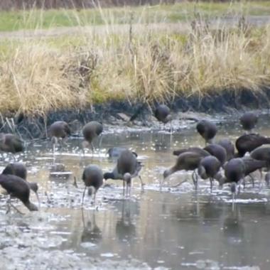 « Airbnb » pour les oiseaux migrateurs en Californie