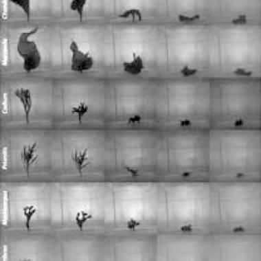 Quand les algues changent de forme pour mieux résister