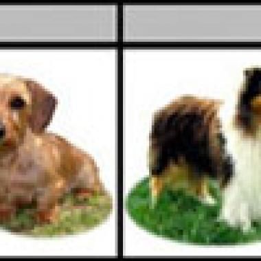 Histoire canine : le gène du court sur pattes