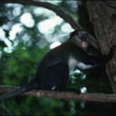 Langage : des singes plus bavards que rieurs ?