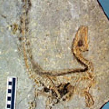 Sinosauropteryx, le dinosaure qui retrouve ses couleurs