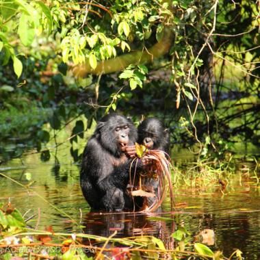 Le gazouillis de bébé des bonobos
