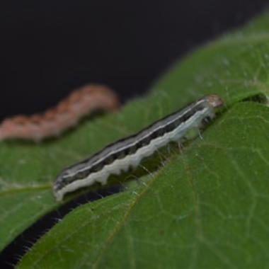 Hannibal Lépidoptère, ou comment la chenille devient cannibale