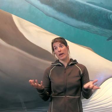 Voir la vidéo de Sophie et les baleines