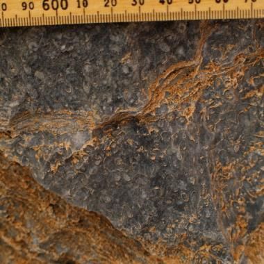 Le plus vieux récif corallien 