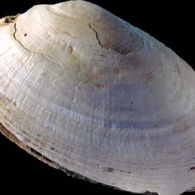 Des coquillages gravés vieux de 540 000 ans