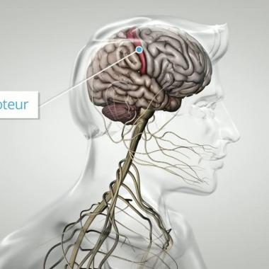 Corpus, au coeur des organes