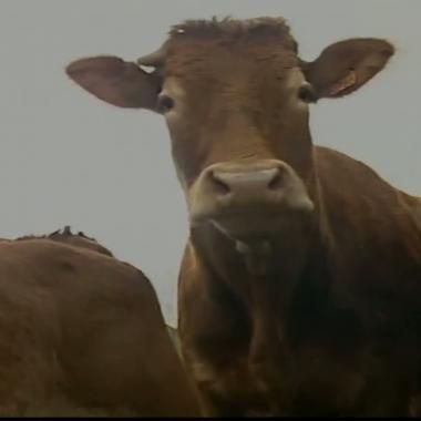 Voir la vidéo de Dans la famille bovin