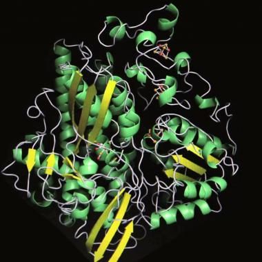 Voir la vidéo de Des enzymes pleines d'energie
