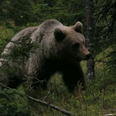 Voir la vidéo de Des ours bien musclés