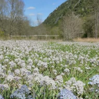 Voir la vidéo de Des plantes pour la chimie verte