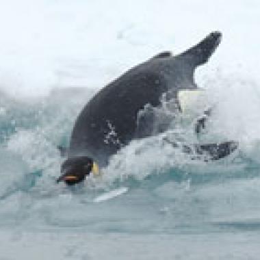 Le plongeon du manchot empereur