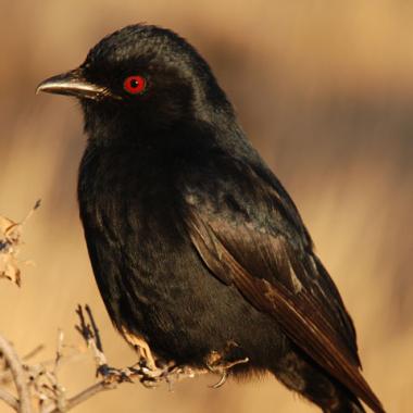 Un oiseau imitateur et voleur