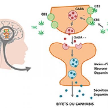 Le cerveau contre le cannabis