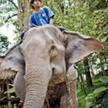 La difficile reproduction des éléphants d’Asie