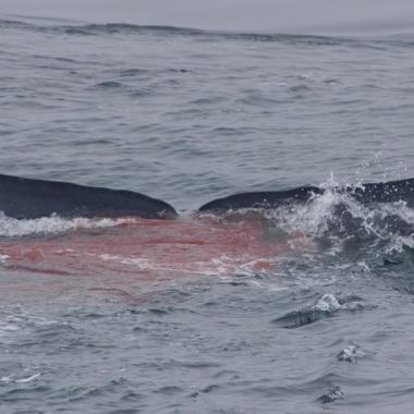 Déjections de baleines : un effet climatique ?