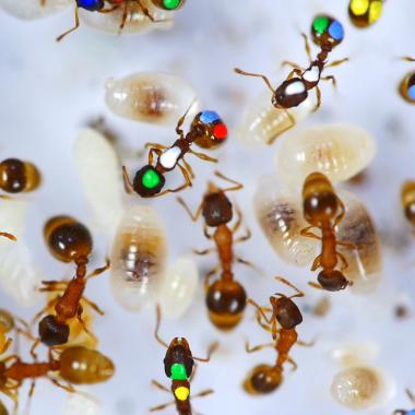 Fourmis, l&#039;armée de réserve