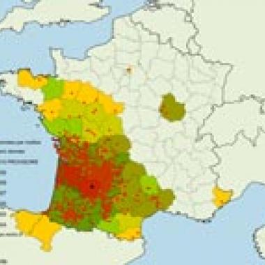 L’invasion du frelon à pattes jaunes
