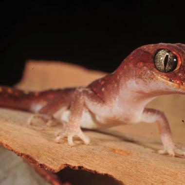 La peau du gecko n’aime pas l’eau