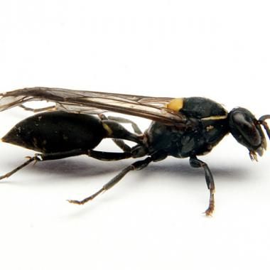 Une guêpe tueuse... de cancer