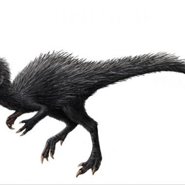 Un dinosaure complet passé au crible des rayons X
