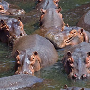 Les hippopotames, de vieux Africains
