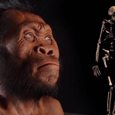 Homo naledi : l’ancêtre controversé